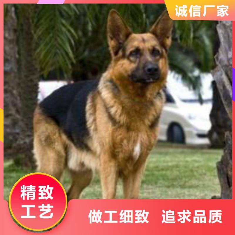 德國牧羊犬_黑狼優選好材鑄造好品質