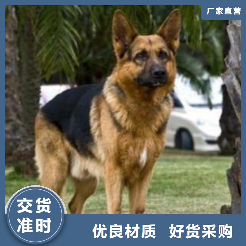 【德國牧羊犬】馬犬廠家技術完善
