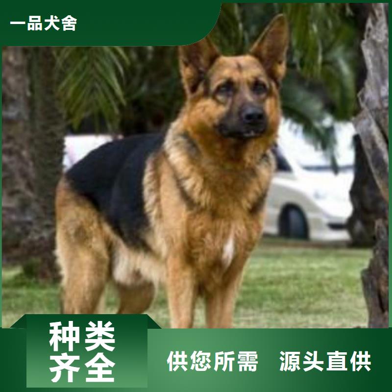 【德國牧羊犬卡斯羅犬有實力有經(jīng)驗】