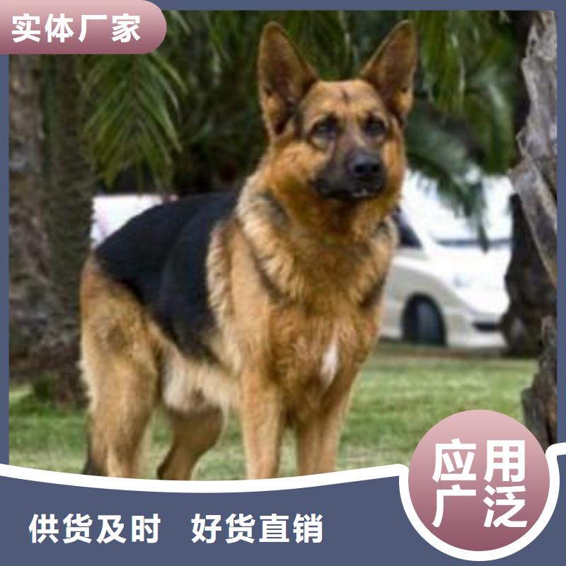 杜宾犬视频-新疆乌鲁木齐市|克拉玛依|伊犁杜宾犬-一品