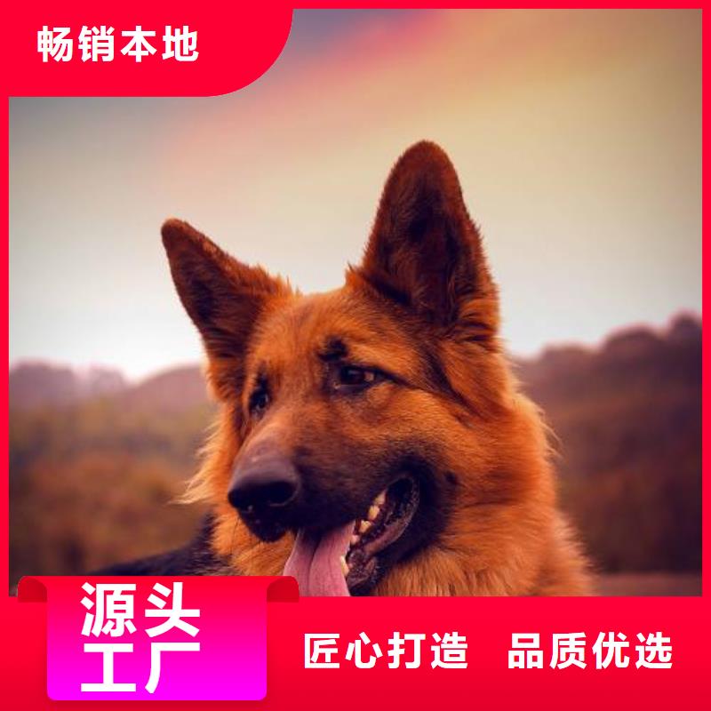 德國(guó)牧羊犬杜高犬定制批發(fā)