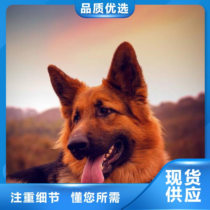 德国牧羊犬杜宾犬源厂直销
