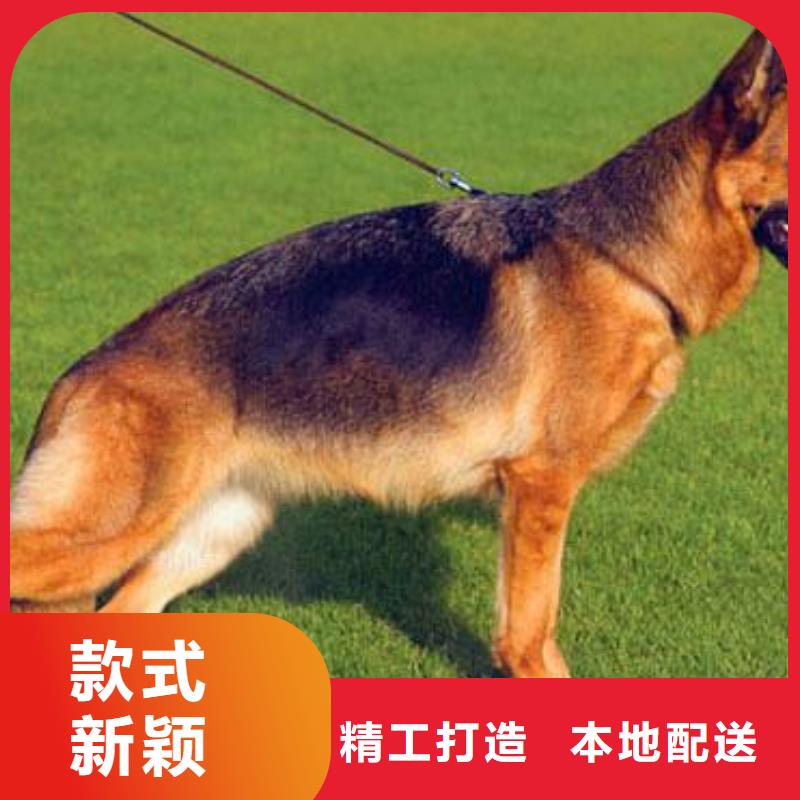 杜宾犬视频-杜宾犬-新疆乌鲁木齐市克拉玛依|伊犁【此地】服务商
