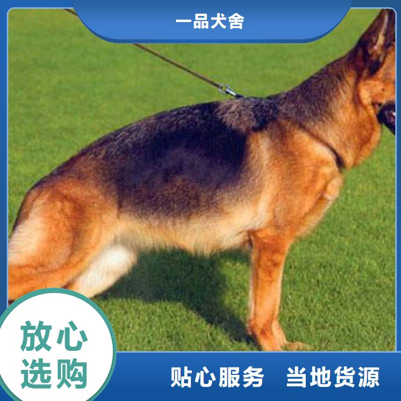 【德国牧羊犬德牧犬质量优价格低】