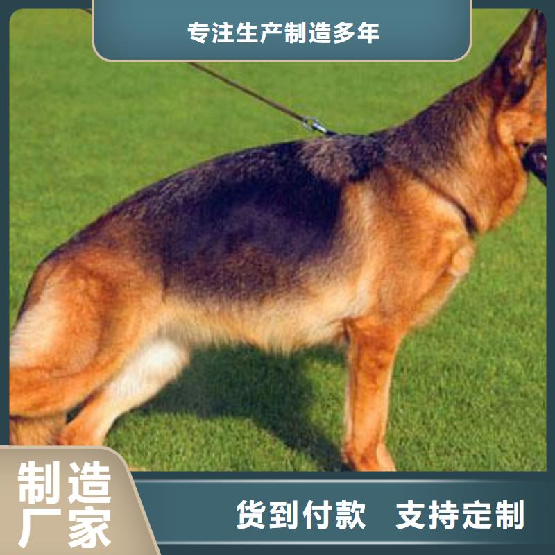 【德国牧羊犬】杜宾犬品质做服务