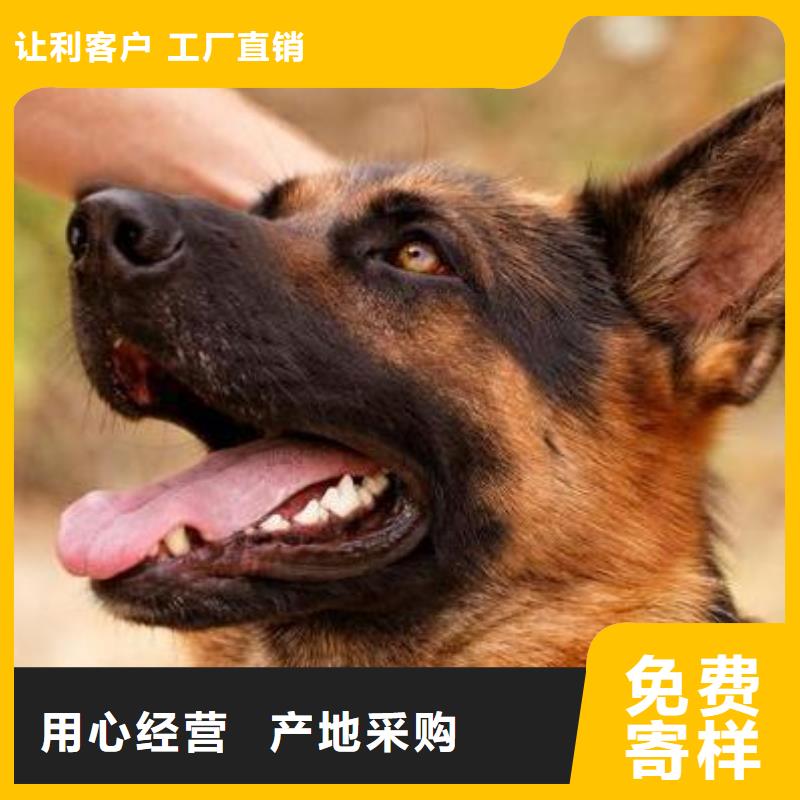 杜宾犬视频-杜宾犬(一品)覆盖地域内蒙古锡林郭勒市鄂尔多斯|乌兰察布|赤峰|通辽|乌海|呼和浩特|阿拉善