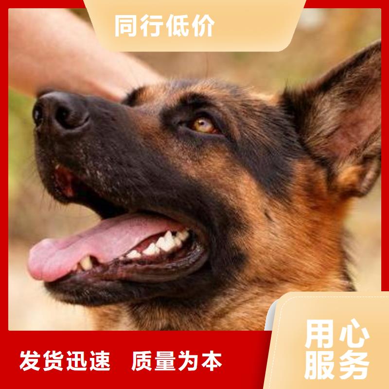 【德國牧羊犬德牧犬放心購】