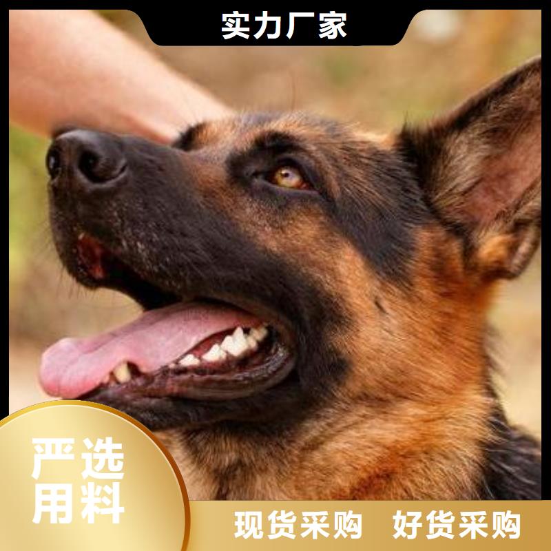 德國牧羊犬羅威納犬型號齊全