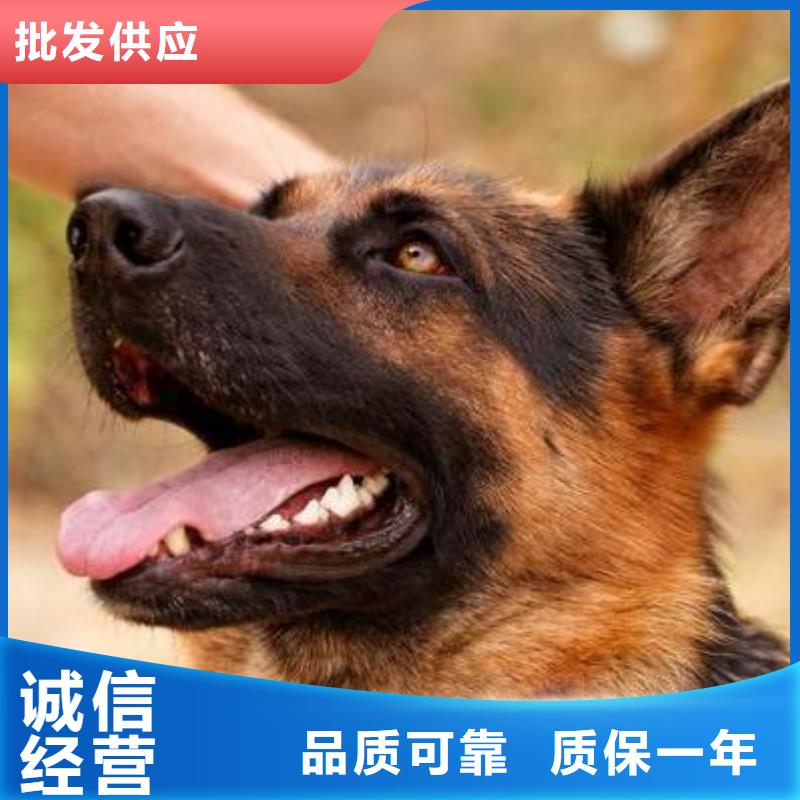 德國牧羊犬杜賓犬源廠直銷