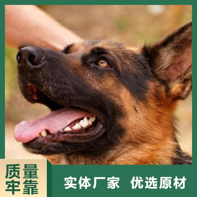 德國(guó)牧羊犬杜賓犬大廠家實(shí)力看得見
