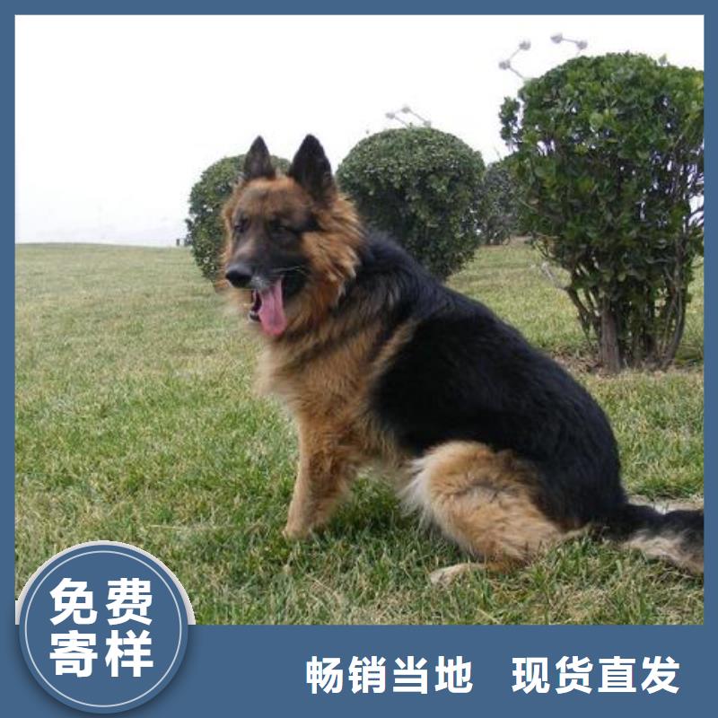 【德國牧羊犬】馬犬廠家技術完善