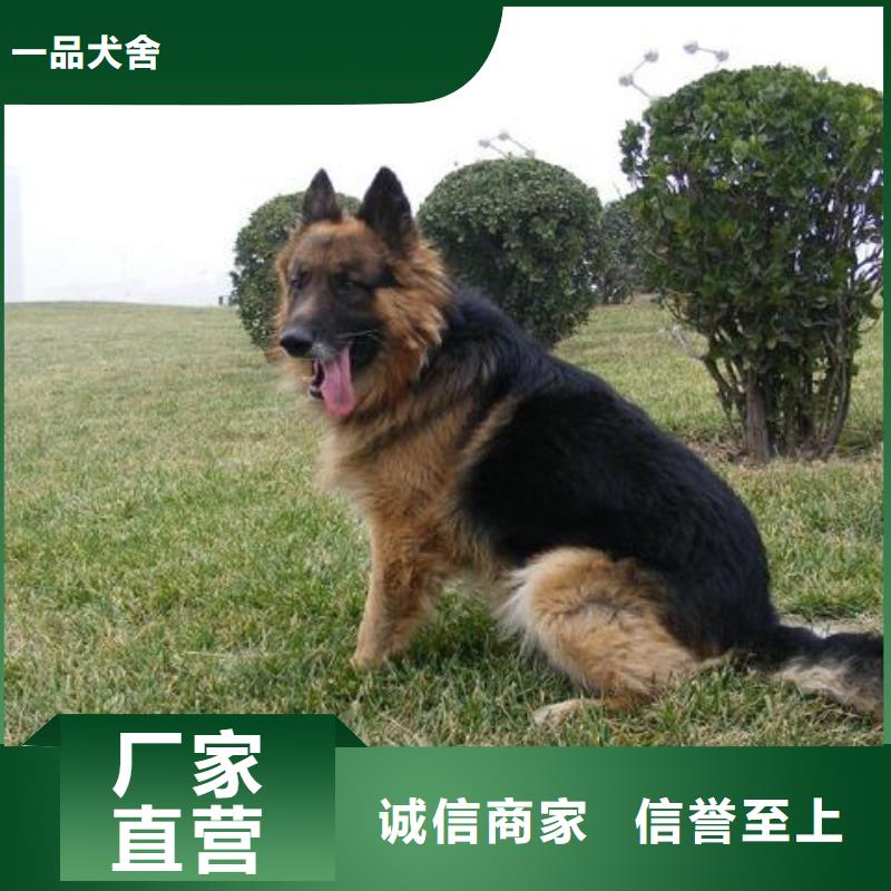 德国牧羊犬比特犬高质量高信誉