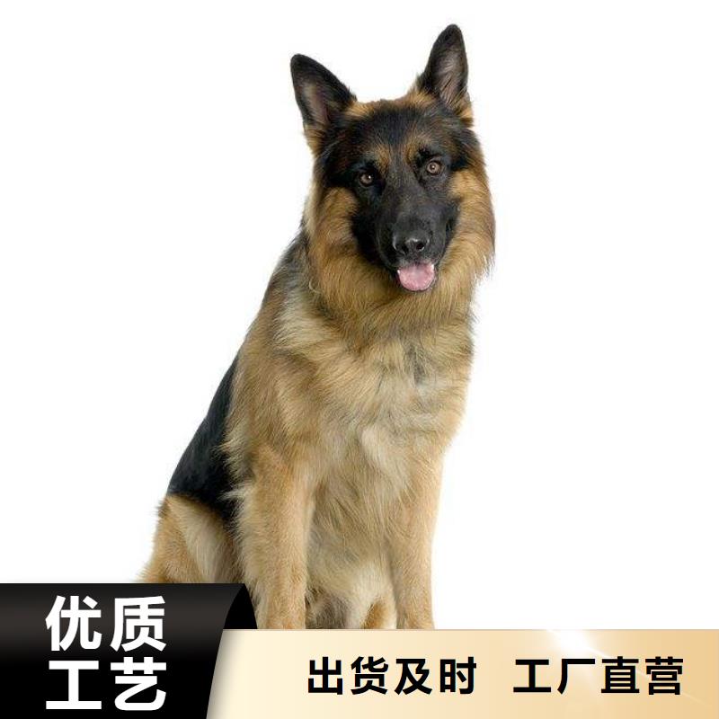 德国牧羊犬杜宾犬快速生产