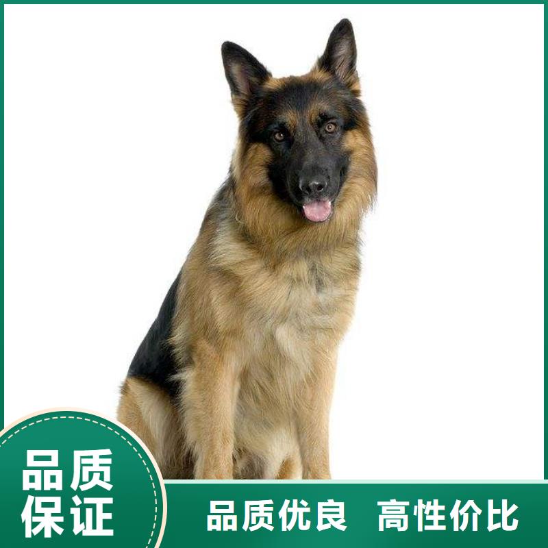 【德国牧羊犬】杜宾犬品质做服务