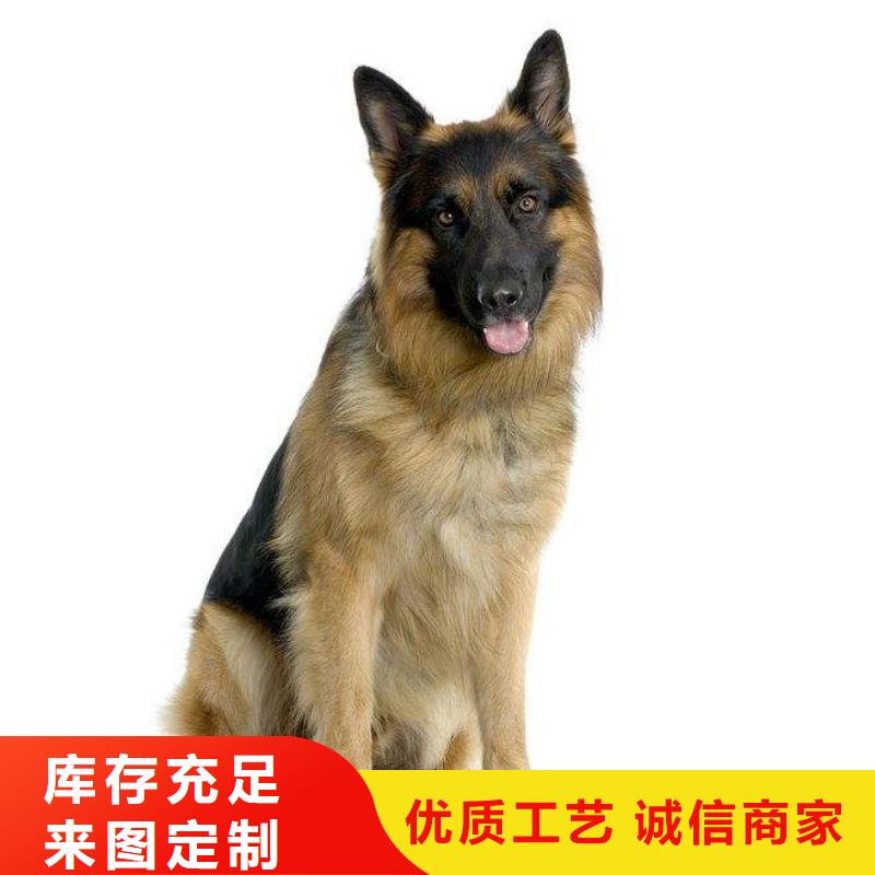 【德国牧羊犬德牧犬质量优价格低】