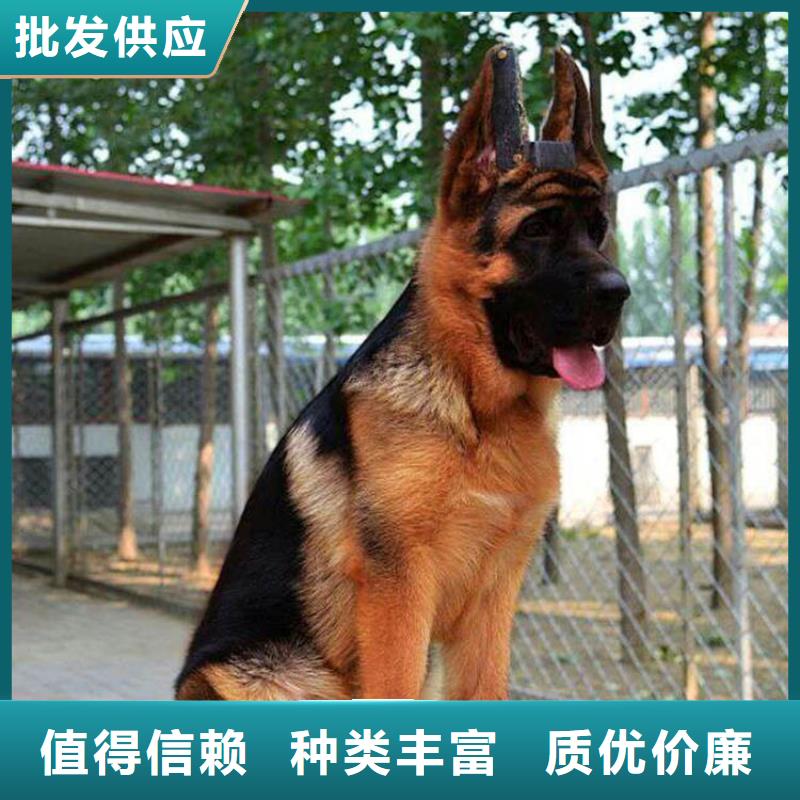 【德國牧羊犬德牧犬放心購】