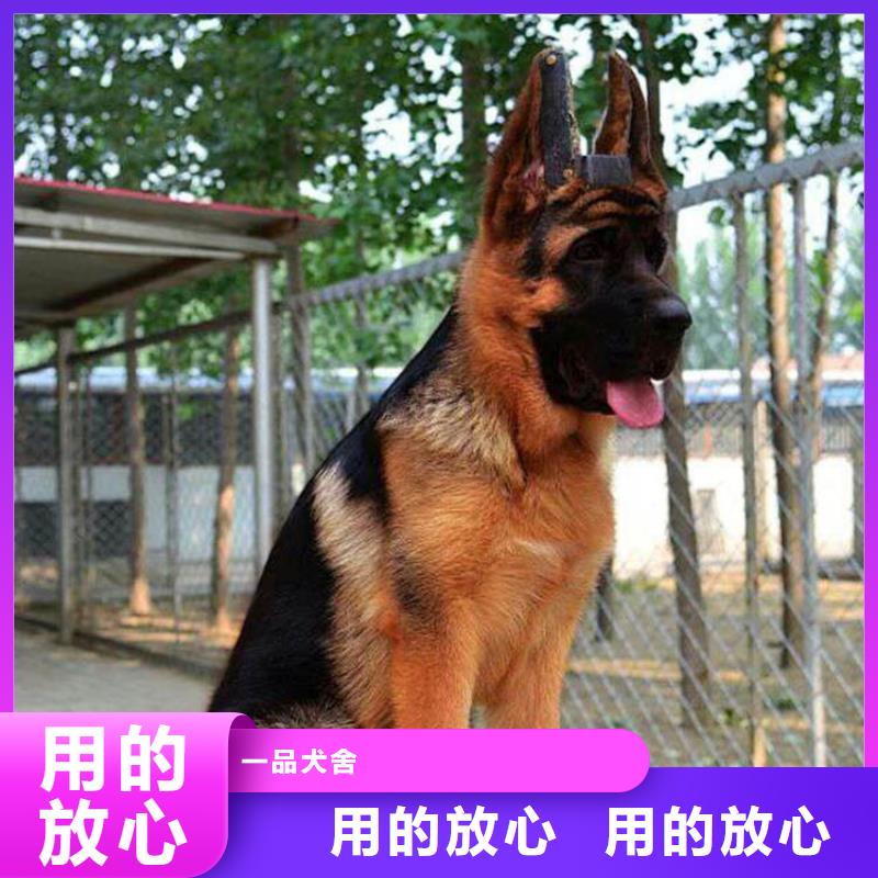 【德國(guó)牧羊犬】馬犬生產(chǎn)加工