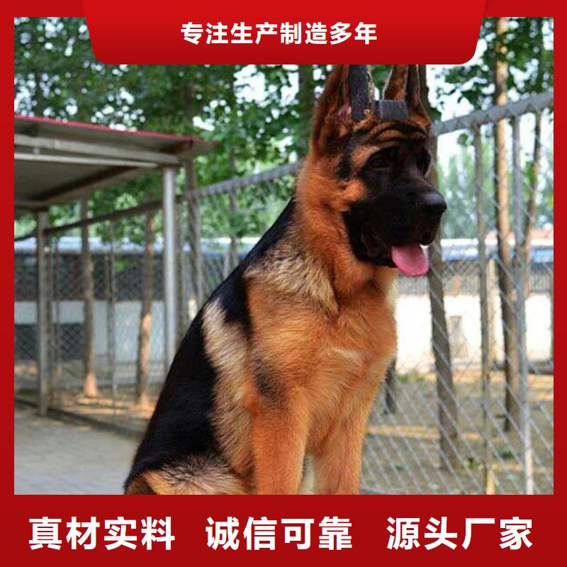 杜宾犬视频-杜宾犬|山东省德州市|平原|宁津|烟台|菏泽|青岛|滨州|东营|济南