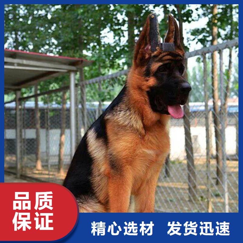 杜宾犬视频-杜宾犬(一品)覆盖地域内蒙古锡林郭勒市鄂尔多斯|乌兰察布|赤峰|通辽|乌海|呼和浩特|阿拉善