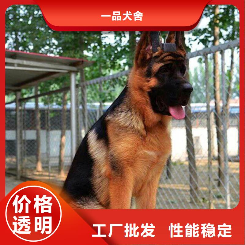 德國牧羊犬_【拉布拉多犬】應用領域