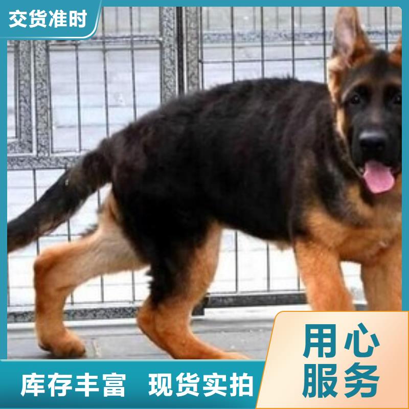 【德国牧羊犬】_杜宾犬现货供应