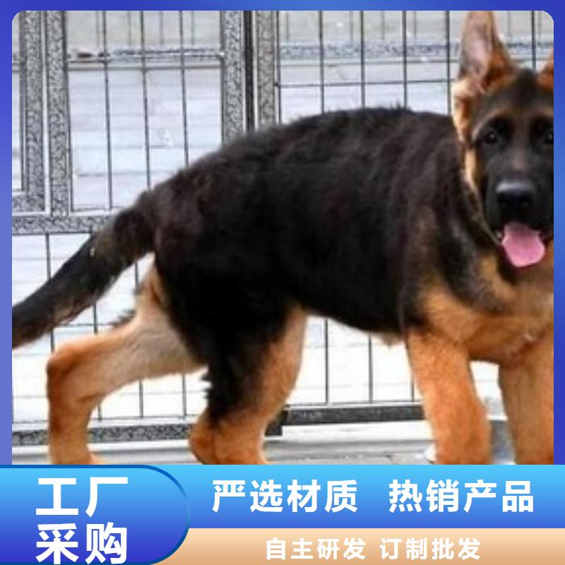 德國牧羊犬拉布拉多犬原料層層篩選