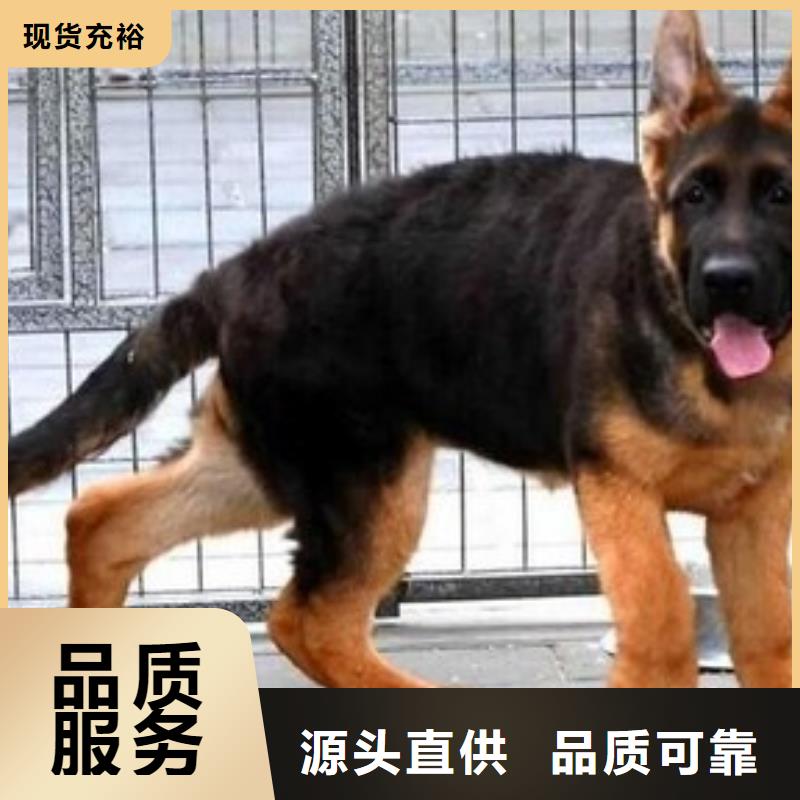 德國牧羊犬羅威納犬匠心工藝