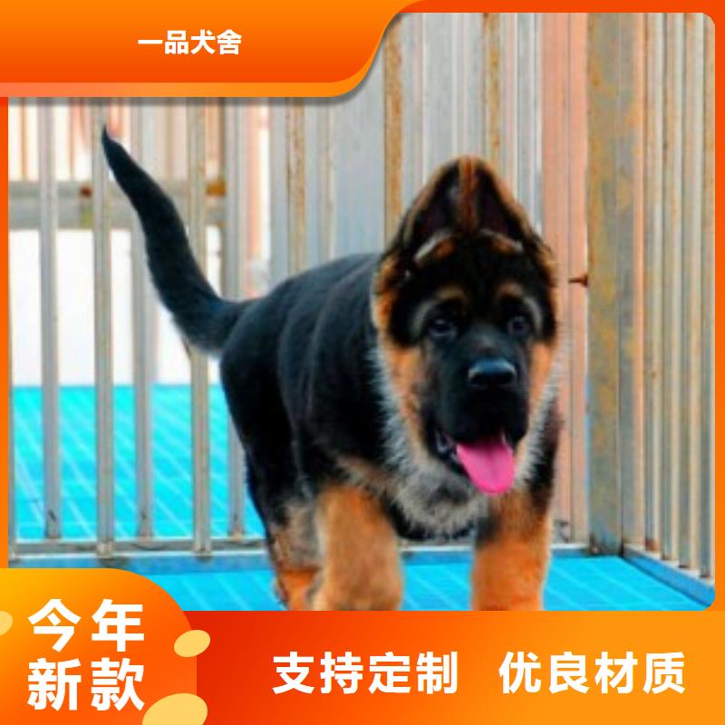杜宾犬视频-新疆乌鲁木齐市|克拉玛依|伊犁杜宾犬-一品