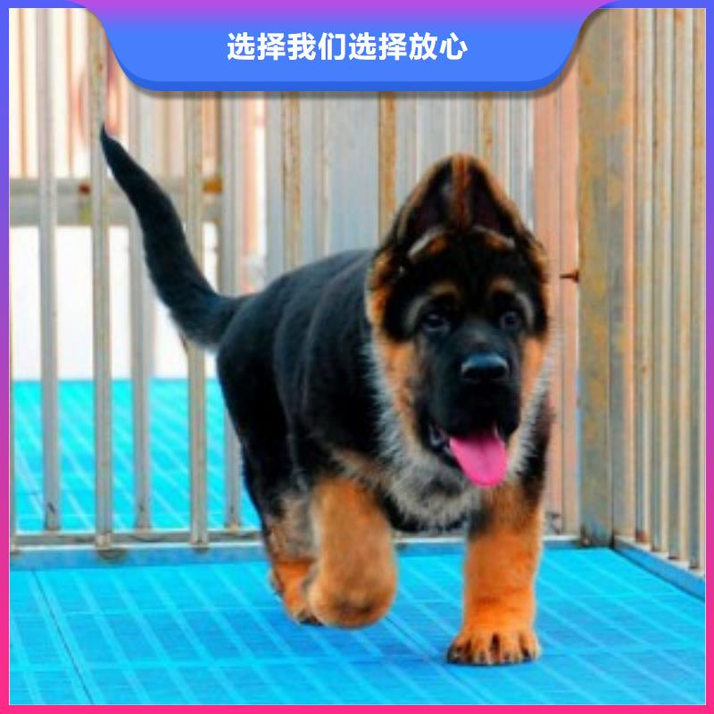 杜宾犬视频-杜宾犬|山东省德州市|平原|宁津|烟台|菏泽|青岛|滨州|东营|济南