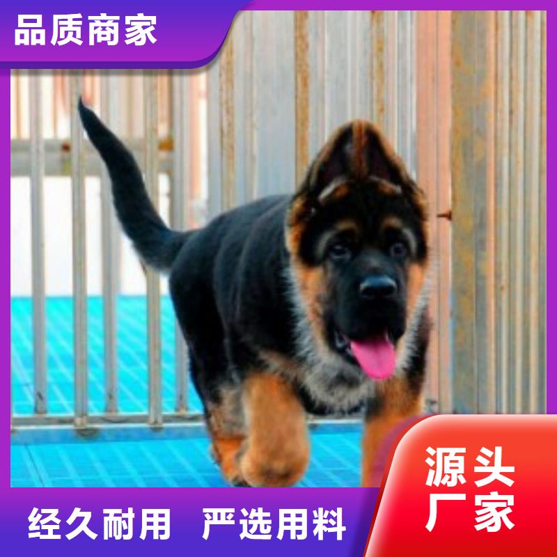 【德国牧羊犬】杜宾犬品质做服务
