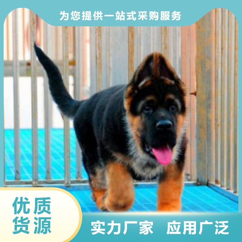 德国牧羊犬_马犬厂家直销值得选择