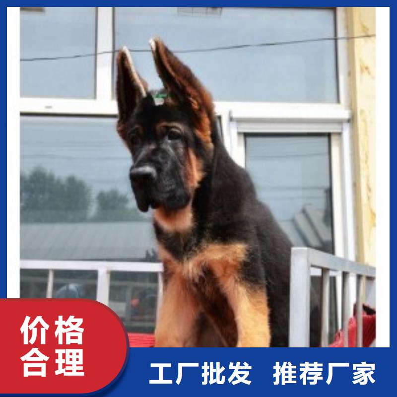德國牧羊犬杜賓犬用心做好每一件產(chǎn)品