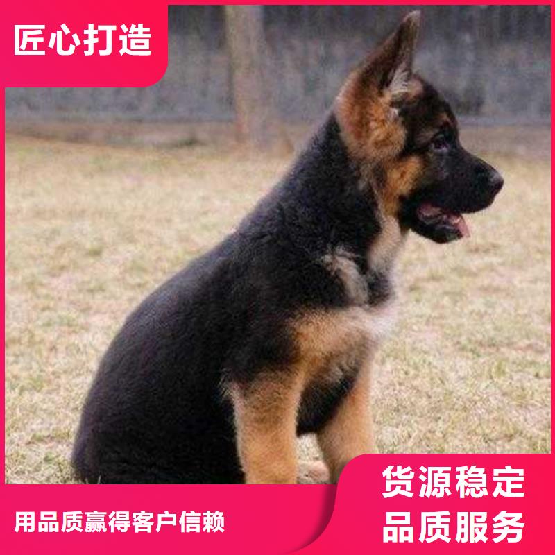 德國牧羊犬_【拉布拉多犬】應用領域