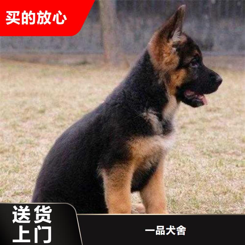 德國牧羊犬【杜高犬】專業生產設備