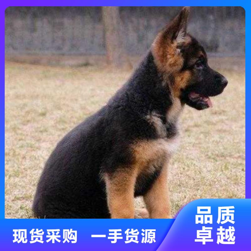 德國牧羊犬_【拉布拉多犬】應用領域