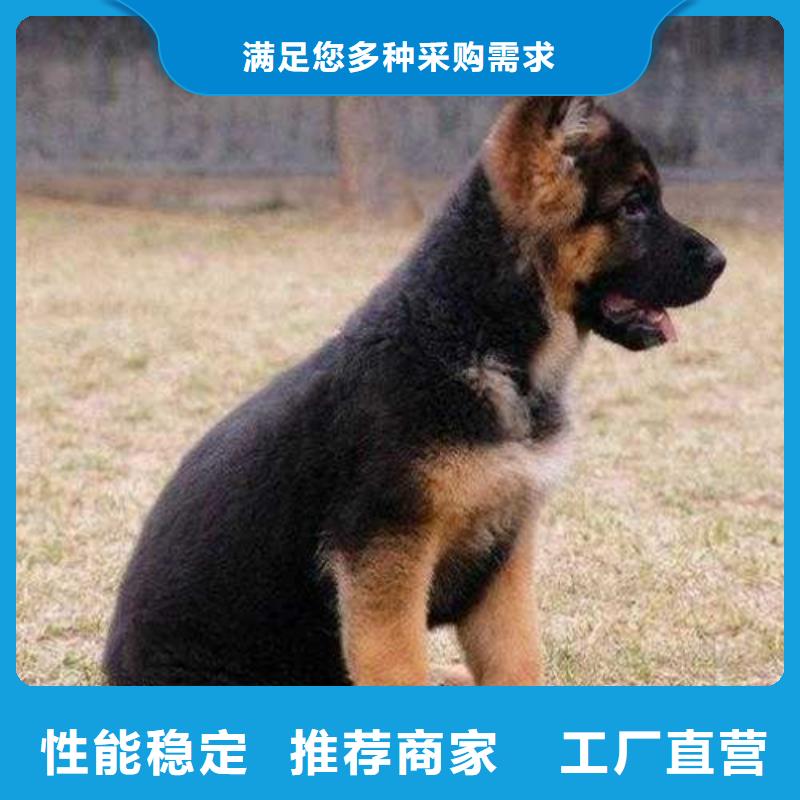 杜宾犬视频-杜宾犬(一品)覆盖地域内蒙古锡林郭勒市鄂尔多斯|乌兰察布|赤峰|通辽|乌海|呼和浩特|阿拉善