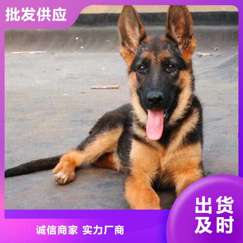 【德國牧羊犬】羅威納犬供您所需
