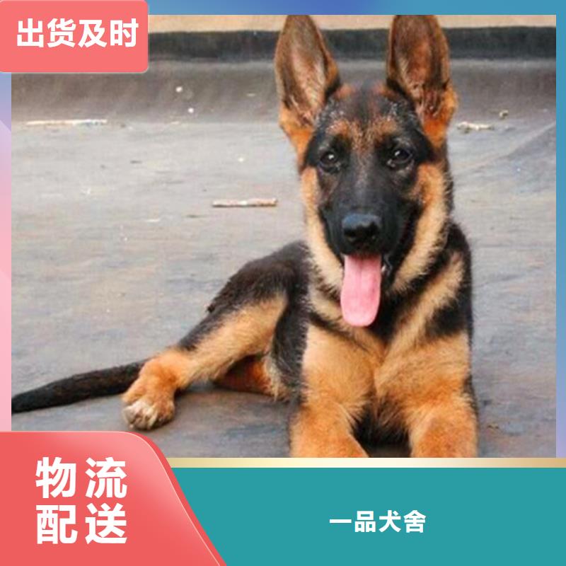 【德國牧羊犬德牧犬生產型】