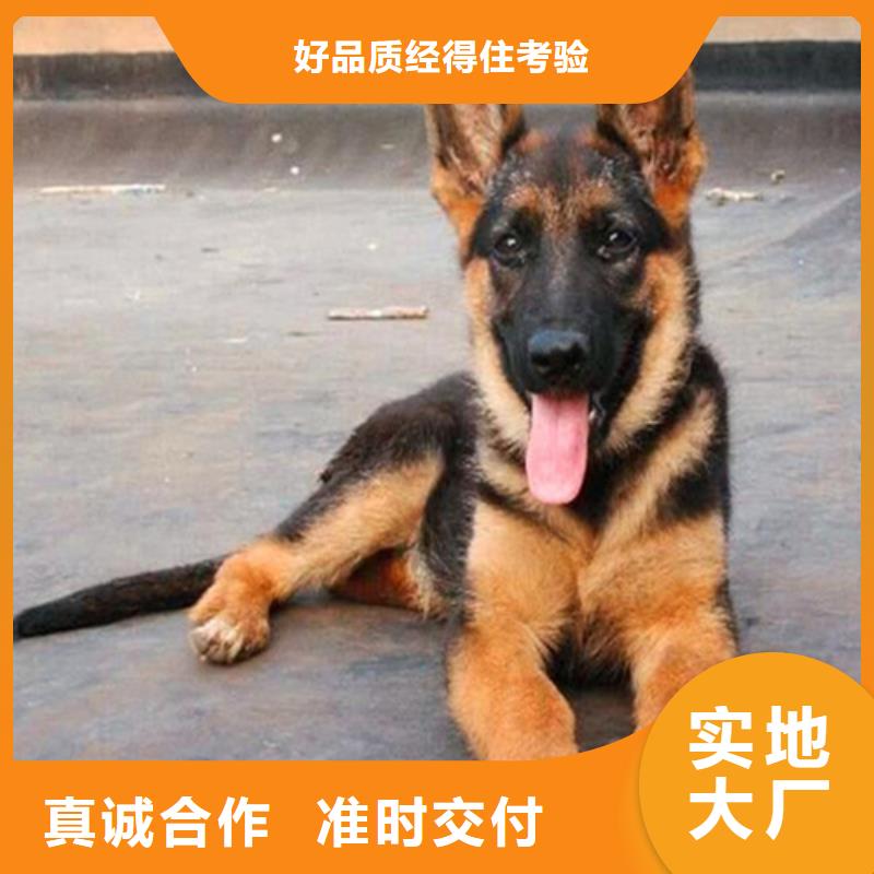 德国牧羊犬卡斯罗犬产地直销