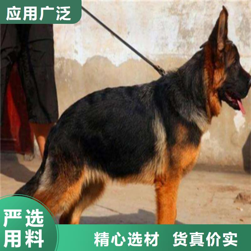 杜宾犬视频-新疆乌鲁木齐市|克拉玛依|伊犁杜宾犬-一品