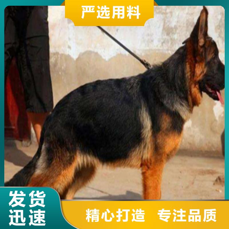 德国牧羊犬,罗威纳犬选择我们选择放心