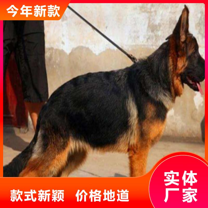 【德國牧羊犬】馬犬質檢嚴格