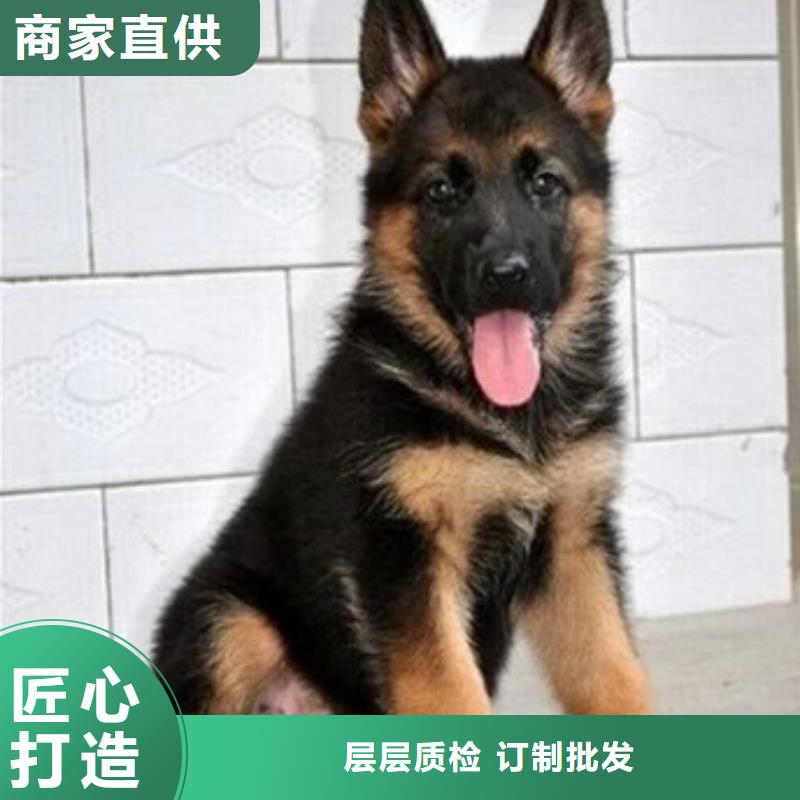 德國牧羊犬_馬犬廠家直銷值得選擇