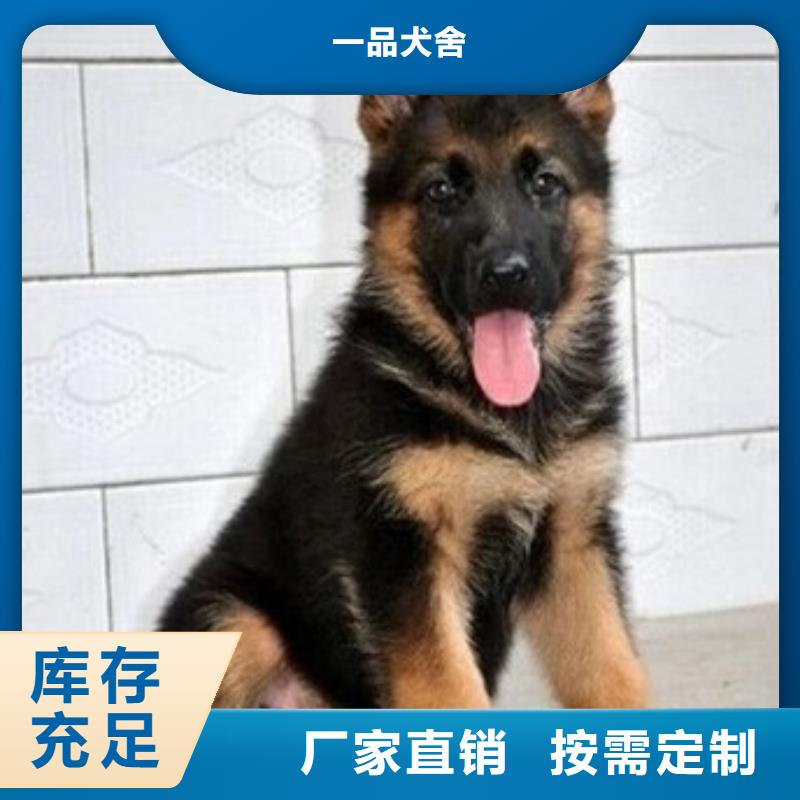 杜宾犬视频-庆云|乐陵|聊城|济宁|菏泽|淄博|日照|滨州|临沂一品杜宾犬_ 一品犬舍(德州市分公司)