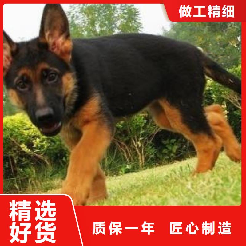 德國牧羊犬羅威納犬匠心工藝