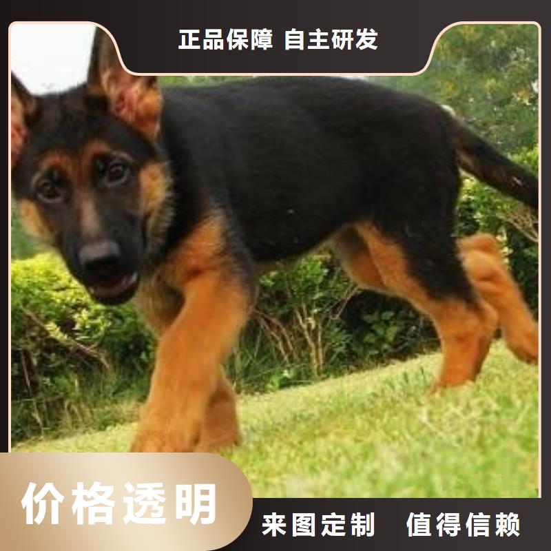 德國牧羊犬-【比特犬】24小時下單發貨