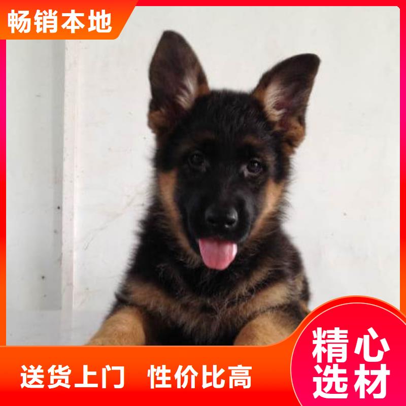 德國牧羊犬德牧犬自產自銷