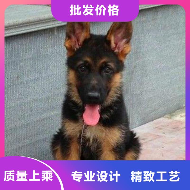 德國牧羊犬-高加索犬誠信廠家