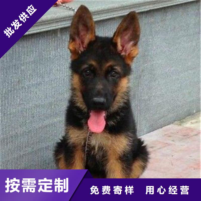 德国牧羊犬,德牧犬适用场景