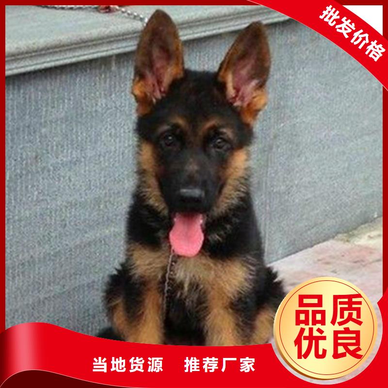 德國牧羊犬-德牧犬行業優選